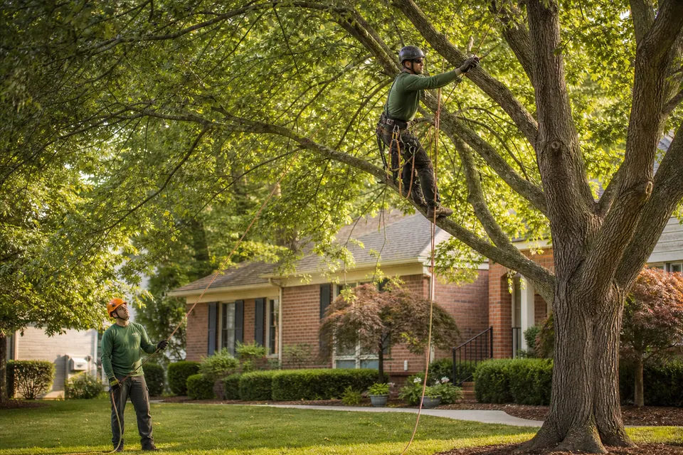 Arborist using a rope system to prune a mature residential tree